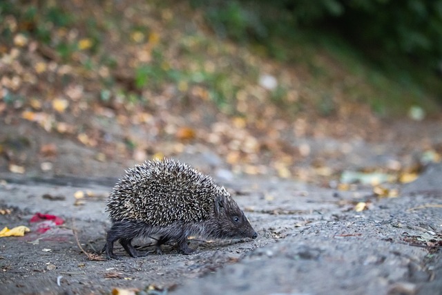 他不仅在进 他不仅在进