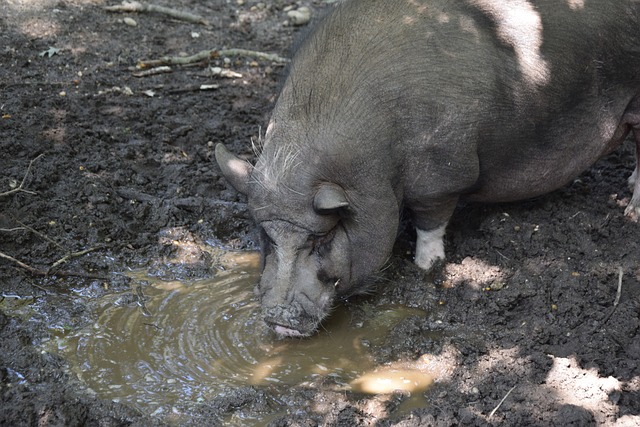 度的运动员 度的运动员